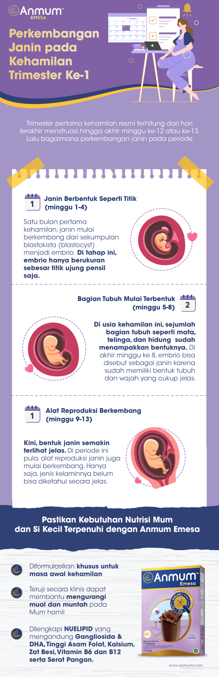 Infografik Perkembangan Janin pada Kehamilan Trimester Ke1 Anmum